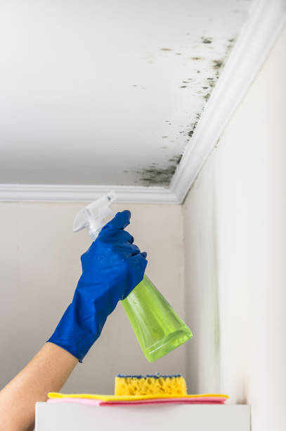 Mold Removal and Inspection in Lincolnwood, IL