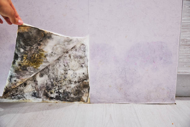 Certified Mold Removal in Lincolnwood, IL